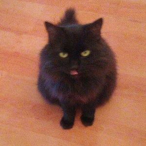 NFS! ADVICE FROM PRINCESS COOCOO